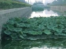 天津海泰河道治理